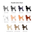 Set of dogs. Poodle color chart. Diifferent coat colors variety.