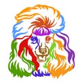 Poodle dog vector illustration abstract color portrait Royalty Free Stock Photo