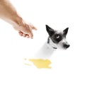 Dog pee owner at home Royalty Free Stock Photo