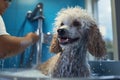 Poodle Dog Being Washed By Groomer