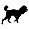 Poodle dog black silhouette on white background