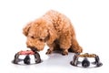 Poodle dog chooses delicious raw meat over kibbles as meal Royalty Free Stock Photo