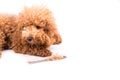 Poodle dog after combing, with de-tangled fur stuck on comb Royalty Free Stock Photo