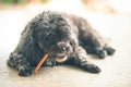 Poodle dog eating food on the floor Royalty Free Stock Photo