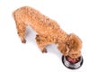 Poodle dog enjoying her nutritious and delicious raw meat meal Royalty Free Stock Photo