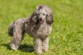 Poodle dog in the green park