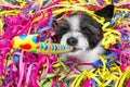 Happy new year dog celberation Royalty Free Stock Photo