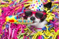 Happy birthday dog celberation Royalty Free Stock Photo