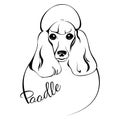 Poodle dog head Royalty Free Stock Photo