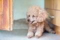 Poodle dog lay on the floor Royalty Free Stock Photo
