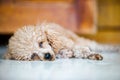 Poodle dog lay on the floor Royalty Free Stock Photo