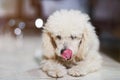 Poodle dog licking his nose