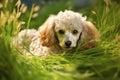 Poodle Dog Lies In The Beautiful Grass. Generative AI