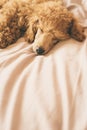 Poodle dog is lying and sleeping in bed.