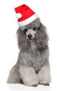 Poodle dog n Santa red hat Royalty Free Stock Photo