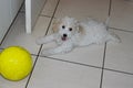 A Poodle dog named Nina, as a 3-month-old puppy, with white fur, lying on the kitchen floor, with black eyes and snouts, tongue