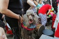 Poodle dog in the parade of circus performers `Circus cavalcade` in Volgograd.