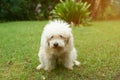 Poodle dog pooping Royalty Free Stock Photo