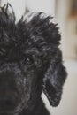 Poodle Dog Portrait black curly