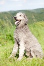 Royal Poodle sitting portrait