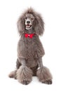 Poodle dog with red bow tie