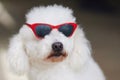 Poodle dog in red sunglasses Royalty Free Stock Photo