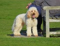 Poodle dog resting in park Royalty Free Stock Photo