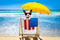 Dog relaxing on a beach chair Royalty Free Stock Photo