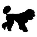 Poodle dog silhouette on a white background