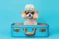 Poodle dog sitting in a suitcase against a blue background. Travel concept with pets. Generative AI