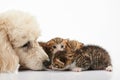 Poodle dog and small kitty sniffing