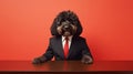 Poodle Dog in Suit at Desk Against Red Background Royalty Free Stock Photo