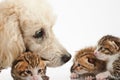 Poodle dog take care of small kitty Royalty Free Stock Photo