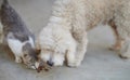 Poodle dog take food from cat