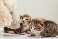 Poodle dog taking care of cats