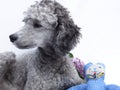 Poodle dog with teddy and lilac, portrait