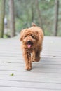 Poodle dog walking Royalty Free Stock Photo