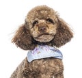 Poodle dog wearing blue neckerchief on white background Royalty Free Stock Photo