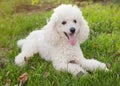 Poodle dog Royalty Free Stock Photo