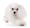 Poodle Dog Royalty Free Stock Photo