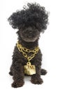 Poodle in Gold Chain Necklace Royalty Free Stock Photo