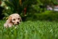 Poodle in the Grass Royalty Free Stock Photo