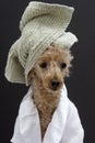 Poodle With A Green Towel