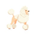 Poodle after grooming vector illustration