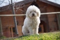 Poodle dog outside on green lawn and house background Royalty Free Stock Photo