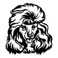 Poodle head dog vector black contour portrait Royalty Free Stock Photo