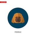 Poodle head vector flat icon on turquoise circular background. Royalty Free Stock Photo