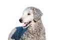 Standart Poodle isolated on white background