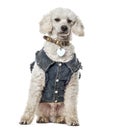 Poodle with jeans jacket sitting, isolated
