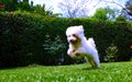 Poodle jumping happy in the park